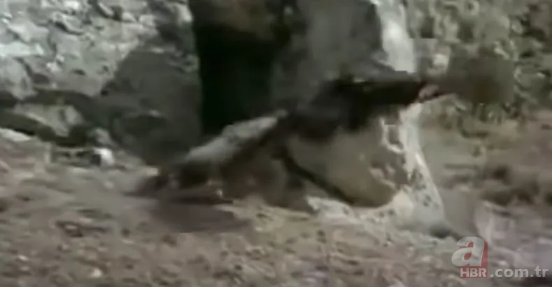 Dev kartalın nefes kesen kurt avı! Anne kurdun hatası pahalıya mal oldu 14