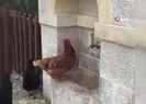 Susayınca çeşmenin yolunu tuttu!