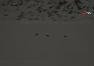 Çukurca’da kurt sürüsü görüntülendi