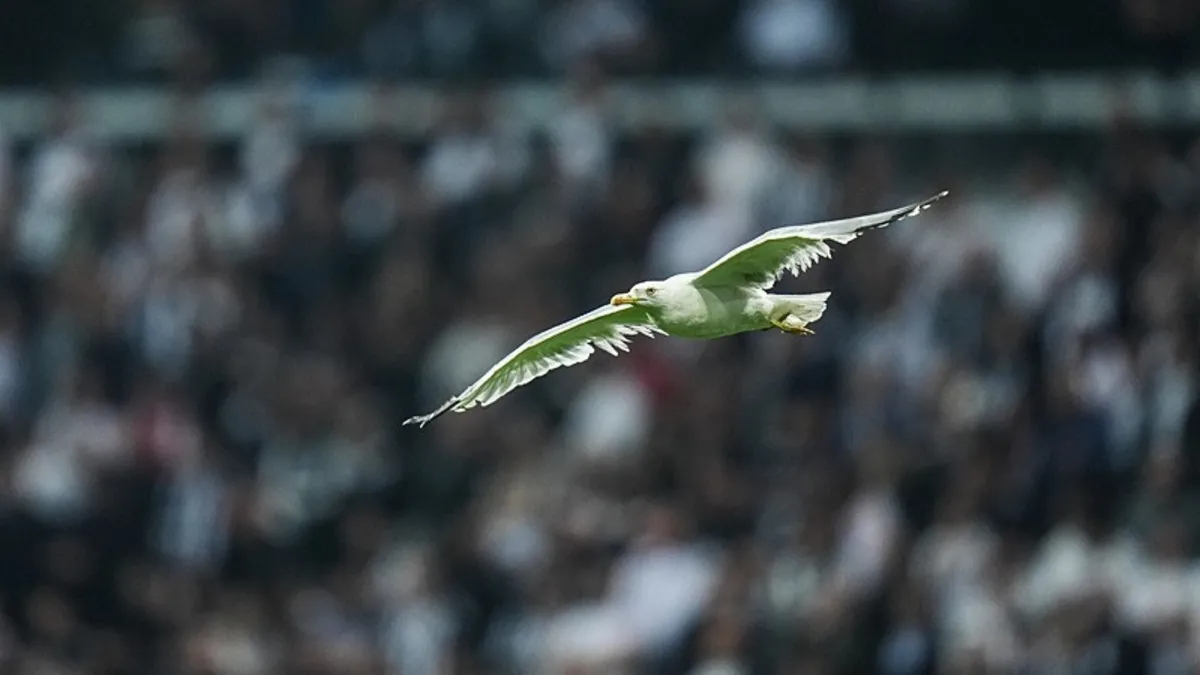 Tüpraş Stadı’nda davetsiz misafir! Martı sürprizi taraftarı şaşırttı