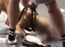 Pitbull dehşeti! Korkunç görüntüler