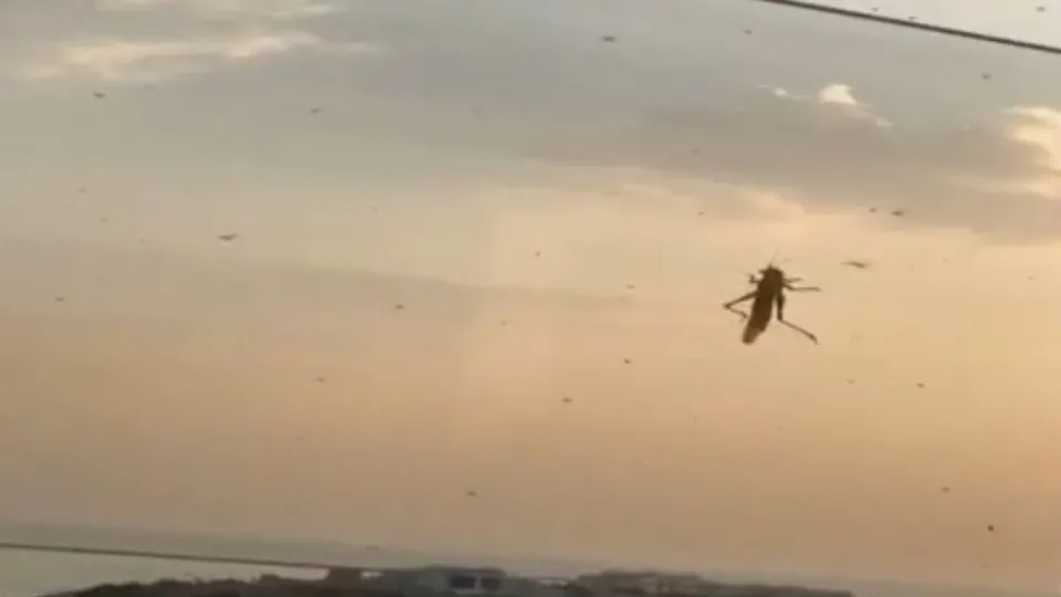 Son dakika: Çekirge sürüleri o şehri istila etti! Belediye ekipleri gün boyunca onlarla mücadele ediyorlar |Video