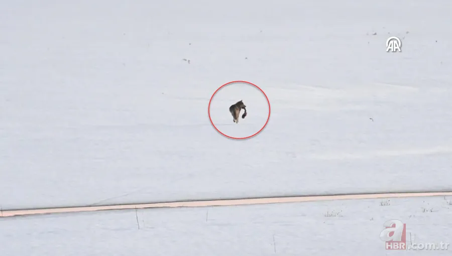 Rengiyle dikkat çekti! Nesli tükenme tehlikesi altındaki akbaba böyle görüntülendi 10