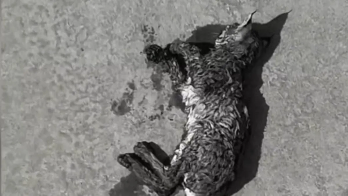 Su kanalından kurtarılan vaşak tedavisinin ardından doğaya bırakıldı