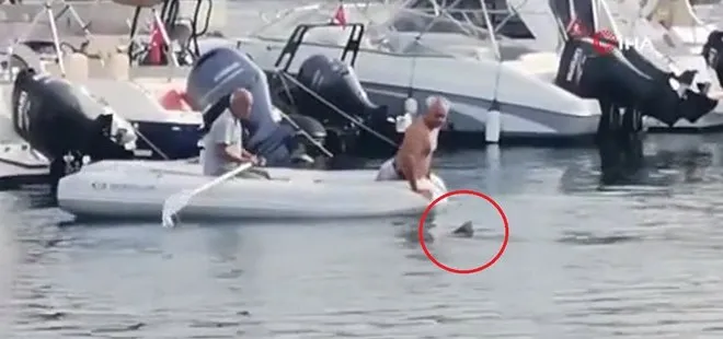 Bodrum’da köpek balığını elleriyle yakalayıp kurtardı | Görüntüler sosyal medyada çok konuşuldu