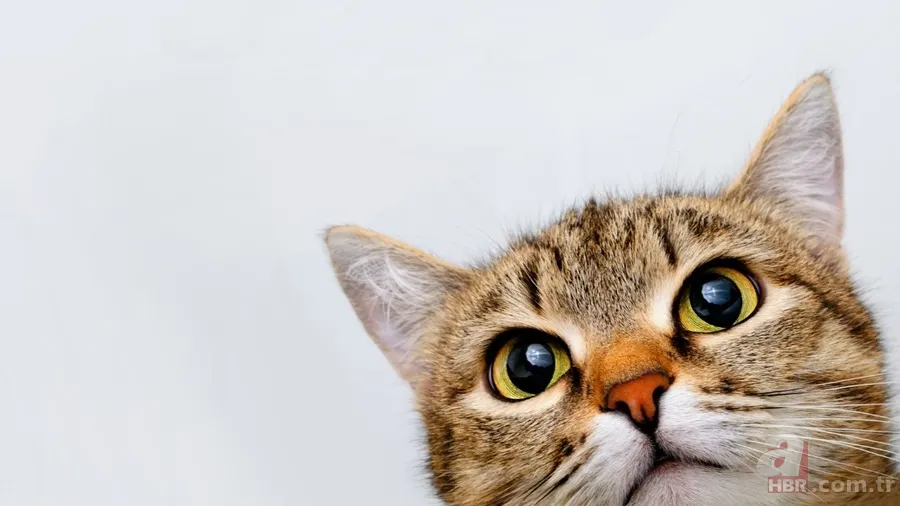 Kediler neden ölü hayvan getirir? Bu mesajı veriyor olabilir! 7