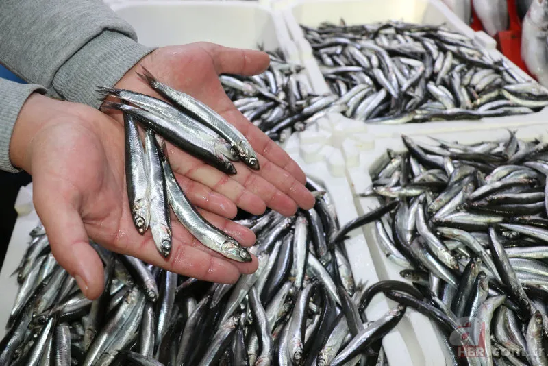 Uzmanlardan hamsi uyarısı! "1 yıl avlanmasın..." 4