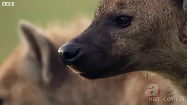 İzmir'de sırtlan paniği! "Tire canavarı" korku salıyor 5