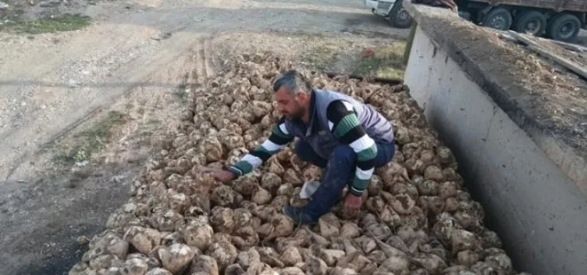 Pancarın tarladan şekere yolculuğu