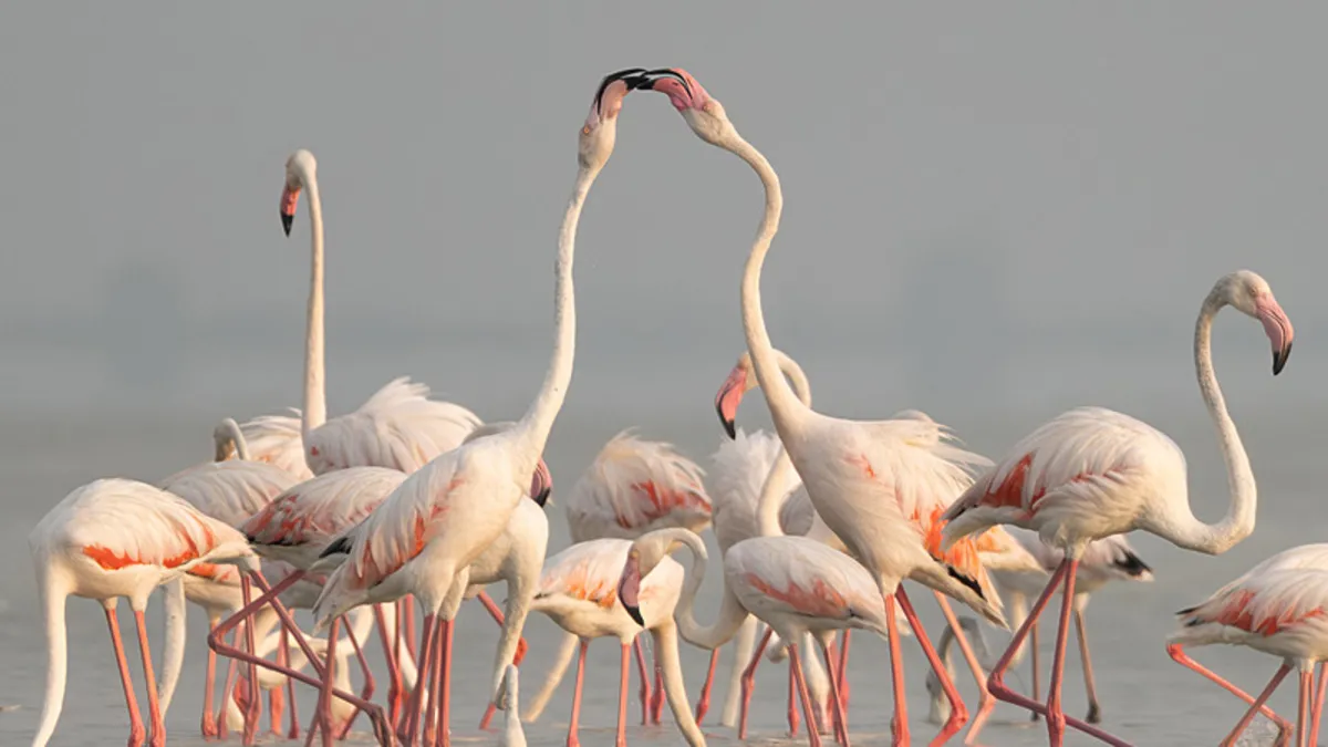 Adana’da kartpostallık anlar: Flamingolar Akyatan’da mola verdi