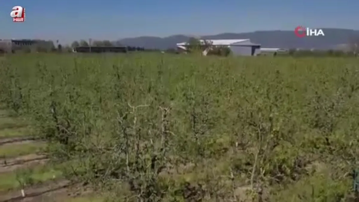 Zirai don Bursa Ovası'nda armut ve şeftaliyi teğet geçti