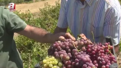 ’Pütürge Kırmızısı’nda üretim heyecanı