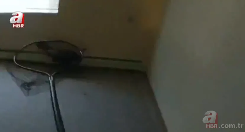 Eve giren firari vahşi hindi ortalığı birbirine kattı! ABD polisinden "özel hindi operasyonu" 12