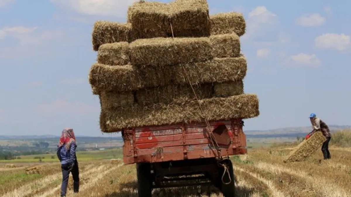 Amasya'daki yangında 500 saman balyası cayır cayır yandı