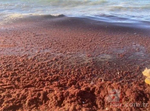 Kadıköy’de sahilini tekrar kırmızı yosun sardı
