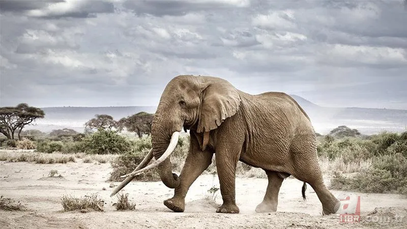 Bilim insanları geliştirdi! Artık uzaydan sayılabilecekler