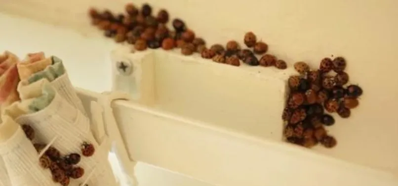 İngiltere şokta! Cinsel yolla bulaşıyor...