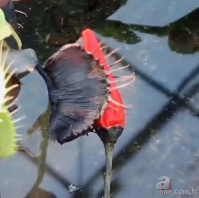 Sinek kapan bitkisine bu sefer acı biber yedirdiler! Bitkinin hazin sonu 7