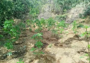 Bingöl'de 228 kök kenevir ele geçirildi