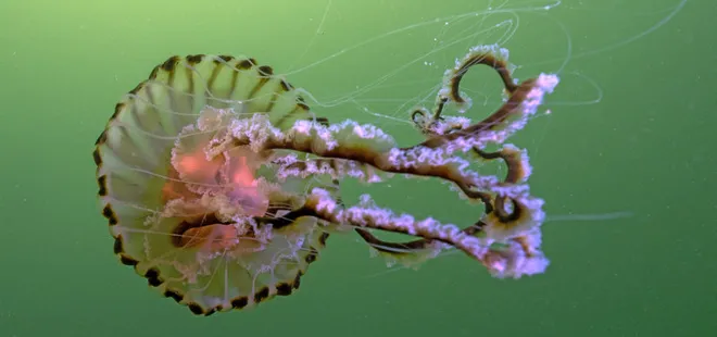 Marmara Denizi’ndeki tehlike! Müsilaj yerini onlara bıraktı