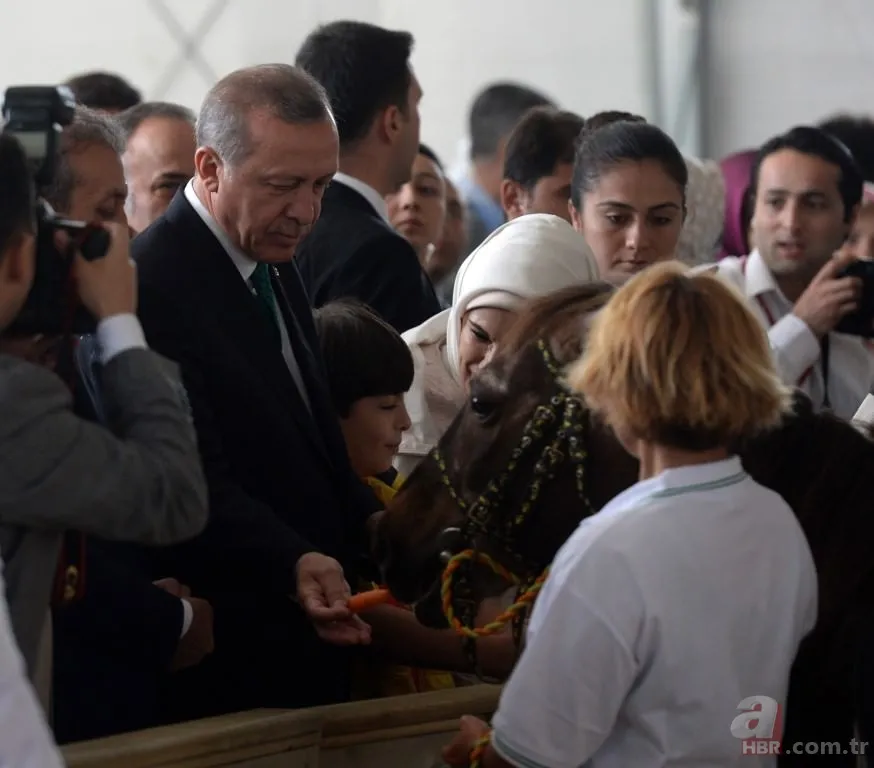 Katar emirinden Cumhurbaşkanı'na sürpriz: 53 tane Arap atı gönderdi 3