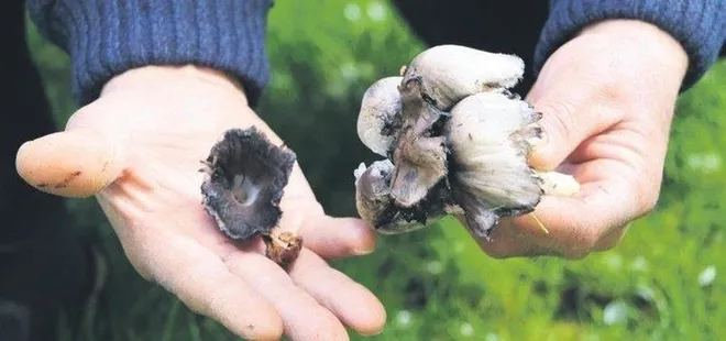 Mantar can alıyor! Bilmediğiniz türleri tüketmeyin uyarısı