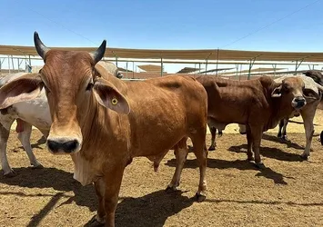 Satılmayan kurbanlıkları Et ve Süt Kurumu alacak! Tarım ve Orman Bakanlığı duyurdu