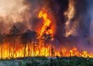 Korkutan yangın! 800 hayvan yaşıyordu