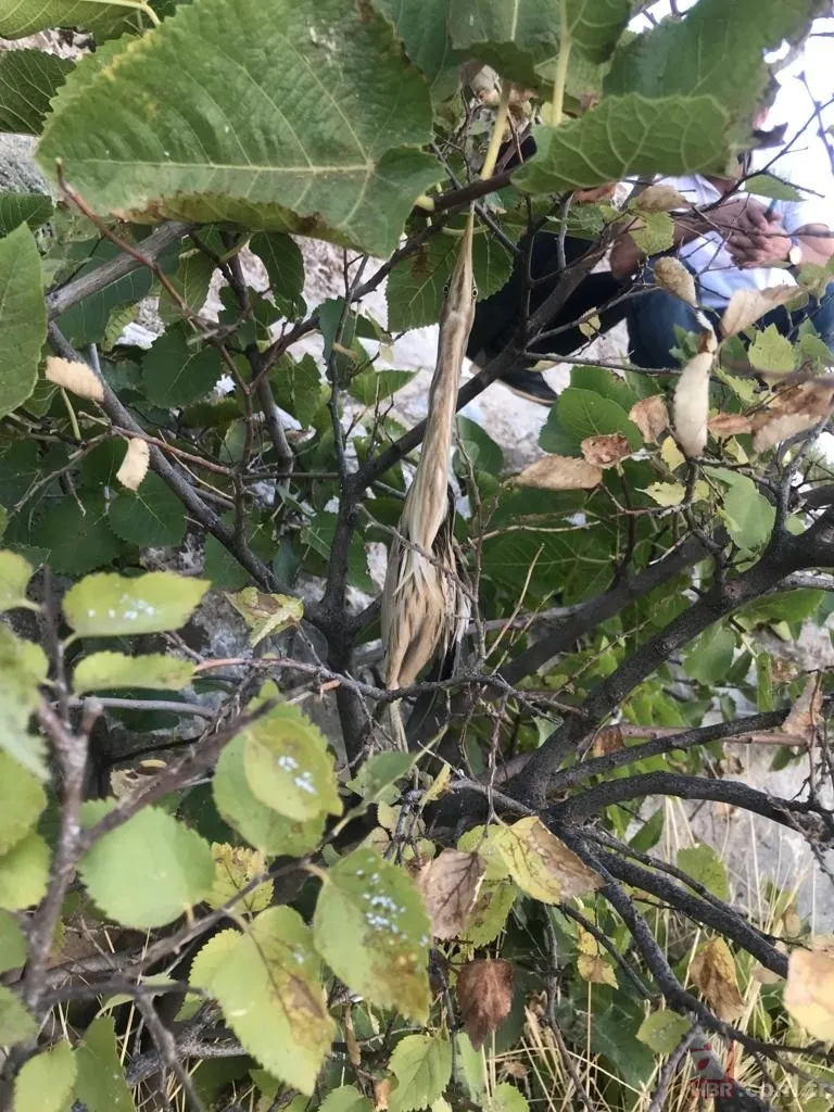 Kamufle olup ölü taklidi yaptı! Diyarbakır'da nesli tükenmekte olan hayvan köylüler tarafından fark edildi 1