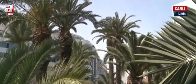 izmirde-palmiye-agaclari-neden-katledildi-kesilen-palmiyeler-tedavi-edilebilir-miydi-1648461653129.jpg İzmir’de palmiye ağaçları neden katledildi? Kesilen palmiyeler tedavi edilebilir miydi? - 3