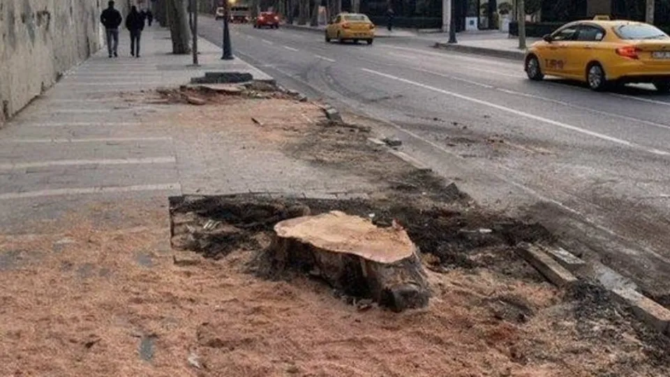 İstanbul’da dikilen ağaç sayısı azalıyor! Azalan yeşillik rakamlara yansıdı