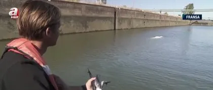 Kent sakinleri gördükleri karşısında şaşkına döndü! Yolunu şaşırdı nehirde mahsur kaldı