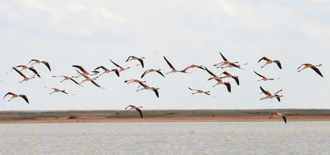 Flamingolar Tuz Gölü’nde!