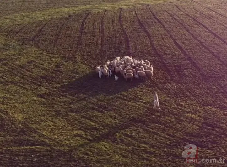 Kangal 5 metre yükseklikteki ’Drone’u kaptı! O anlar sosyal medyayı salladı