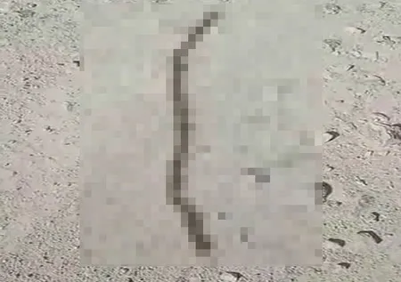 Yılan sandı gerçek çok başka çıktı! O ilde ilginç görüntüler...