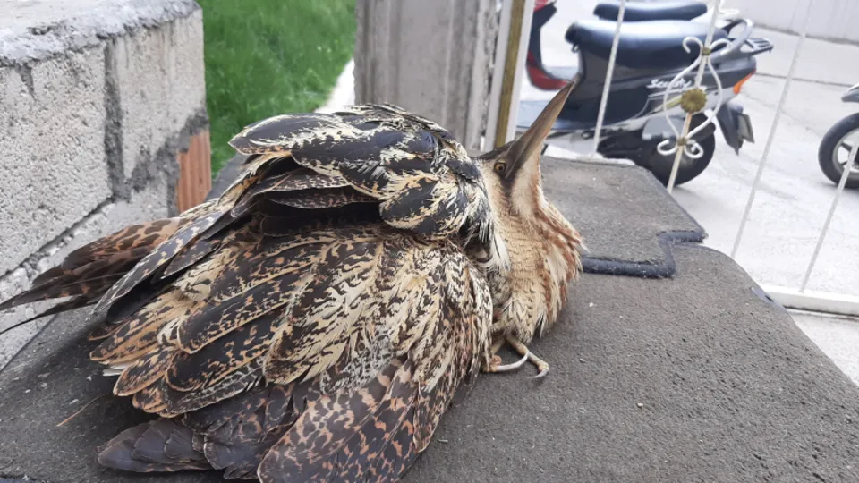 Nesli tükenmekte olan hayvan Adıyaman’da görüldü! |Video