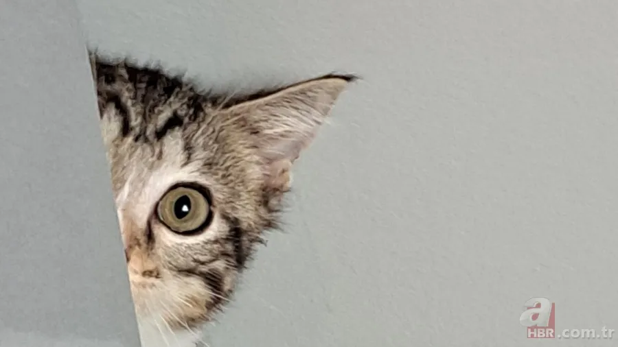 Kediler ve psikolojik etkiler: Şizofreni riskini artırabilir mi? 1