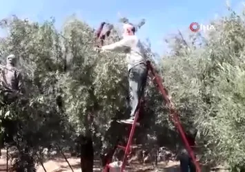 Zeytinin zahmetli yağ yolculuğu başladı