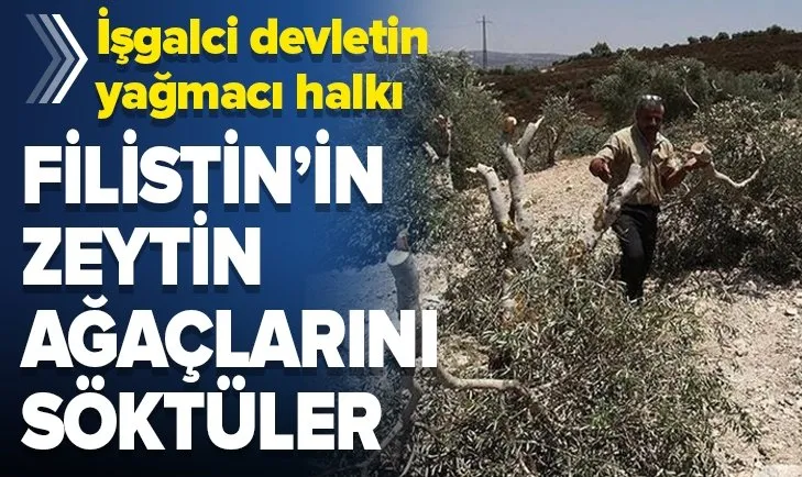 Yahudi yerleşimciler Filistinlilerin zeytin ağaçlarını söktü