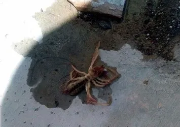 Et yiyen örümcek Kayseri'de görüldü