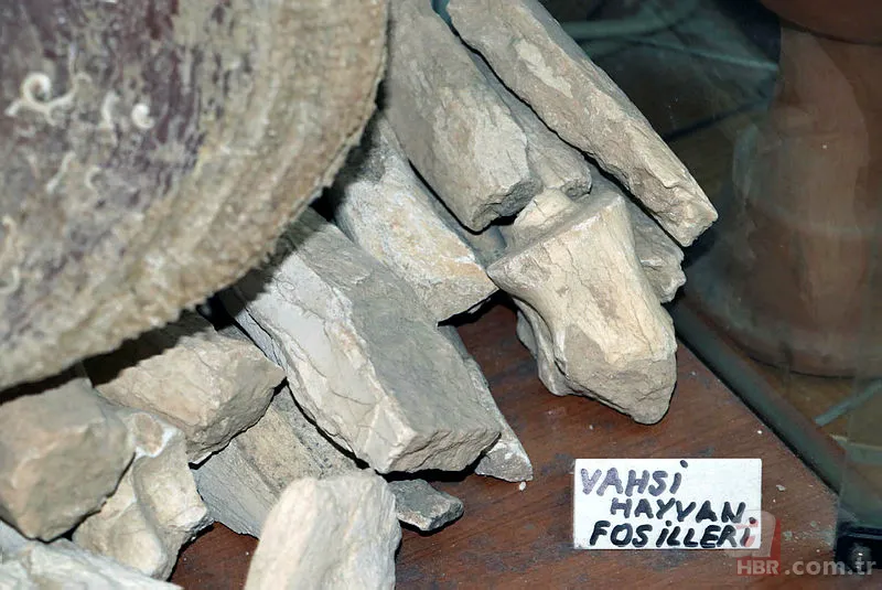 Eskişehir'de dinozorlardan önce yok olmuş canlı fosili buldu! Tam 550 milyon yıl öncesine ait... 6
