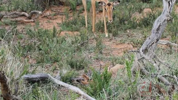 Dağ keçisinin zor anları! Hakkari'deki yoğun kar yağışı onları da olumsuz etkiledi 24