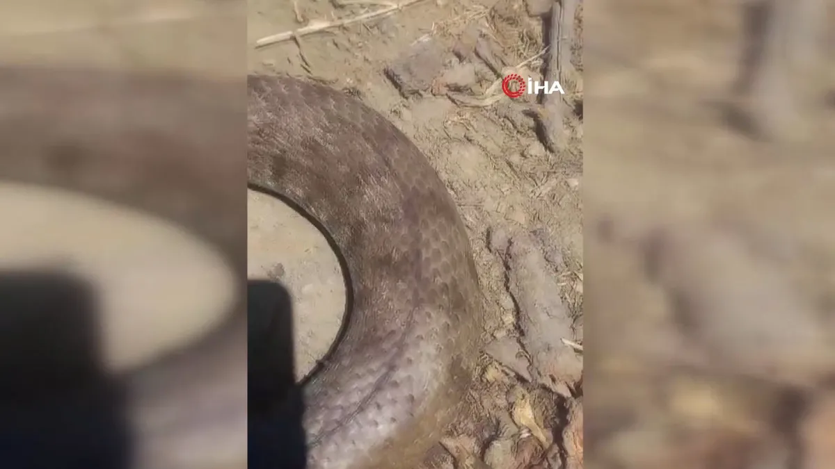 Ölümcül yılan paniği! Eve girerken…