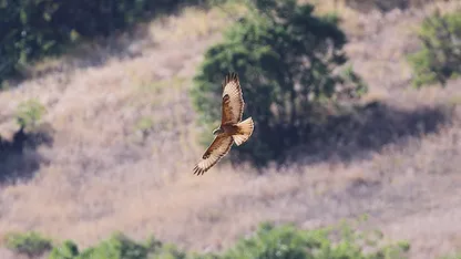 Iğdır’da kızıl şahin böyle görüntülendi