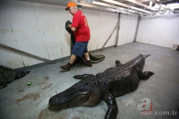 Kurt ve sansar aynı karede! Evin bahçesine girip… 🦡🆚 🐺 56