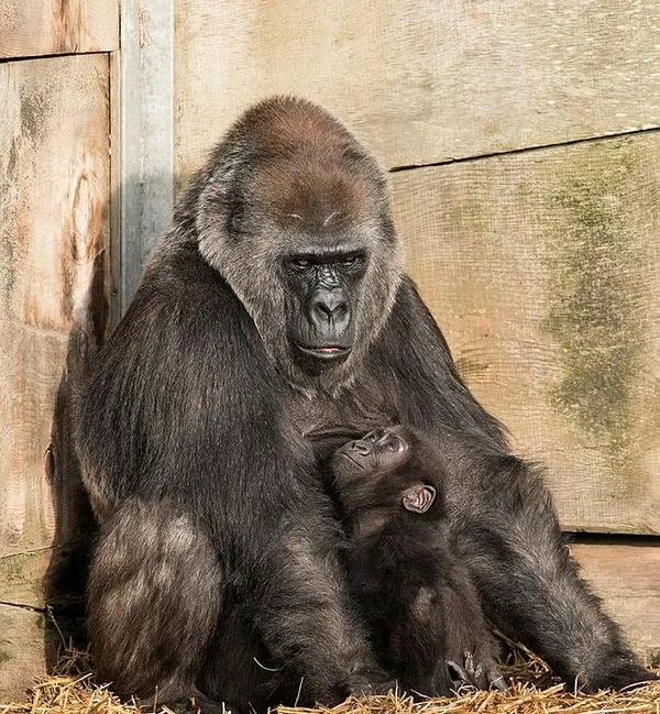 ABD’deki hayvanat bahçesinde 13 goril koronavirüse yakalandı: Antikorlarla tedavi uygulandı