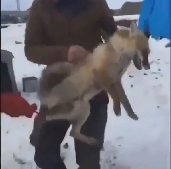 Ardahan'da tilkiye eziyet eden 4 şahsa ceza yağdı - 2