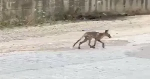 Yemek arayan tilkiler şehre indi! Gören bir daha baktı
