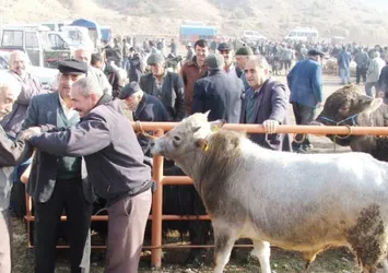 Kurbanlık alacaklar dikkat! Fiyatlar...