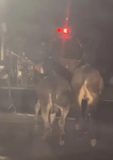 elazigda-cani-surucu-esekleri-traktorun-arkasinda-surukledi-1661585834035.jpg Elazığ’da cani sürücü! Eşekleri traktörün arkasında sürükledi - 1